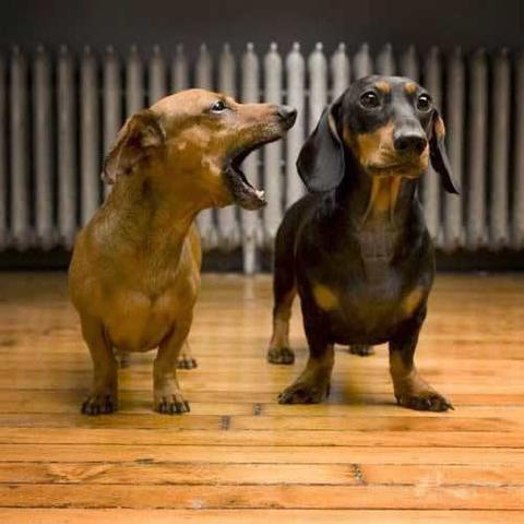 How to train dachshund to stop barking