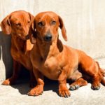 Information about dachshund dogs