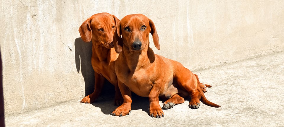 Information about dachshund dogs