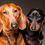 Information on dachshund dogs