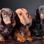 Information on dachshunds