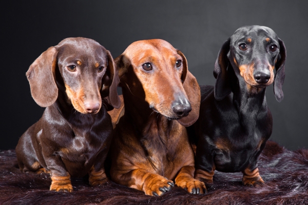 Information on dachshunds