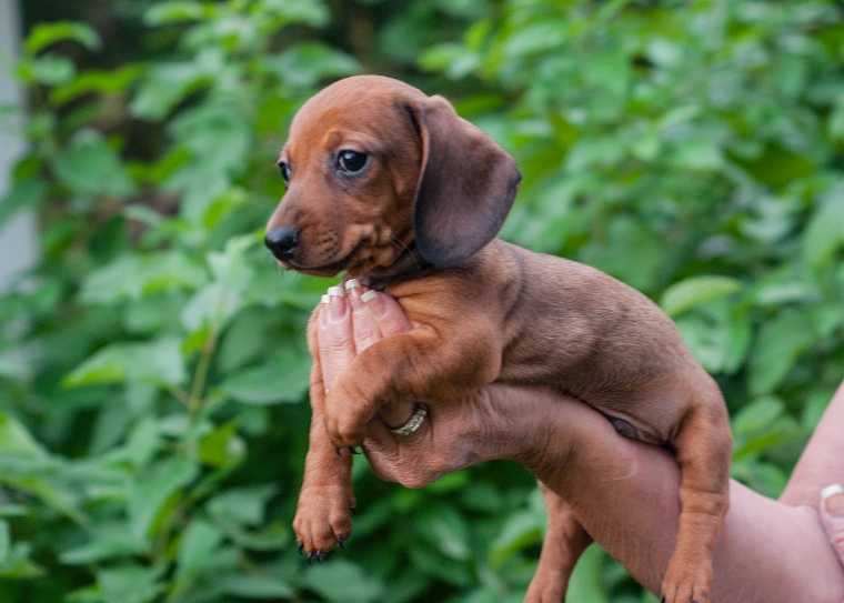 Long legged dachshund for sale