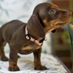 Miniature dachshund feeding guide