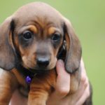 Miniature dachshund names