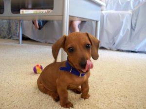 Miniature dachshund puppy food