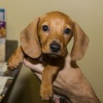 Names for miniature dachshund puppies