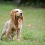Names for working cocker spaniels