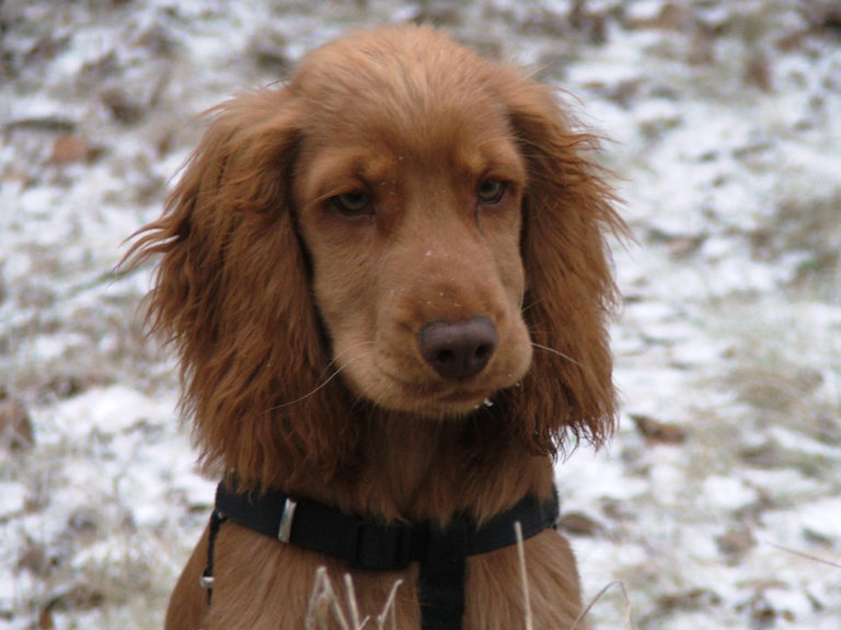 Potty training for cocker spaniel