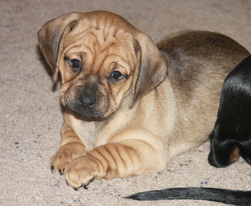 Dachshund pug hot sale mix puppies