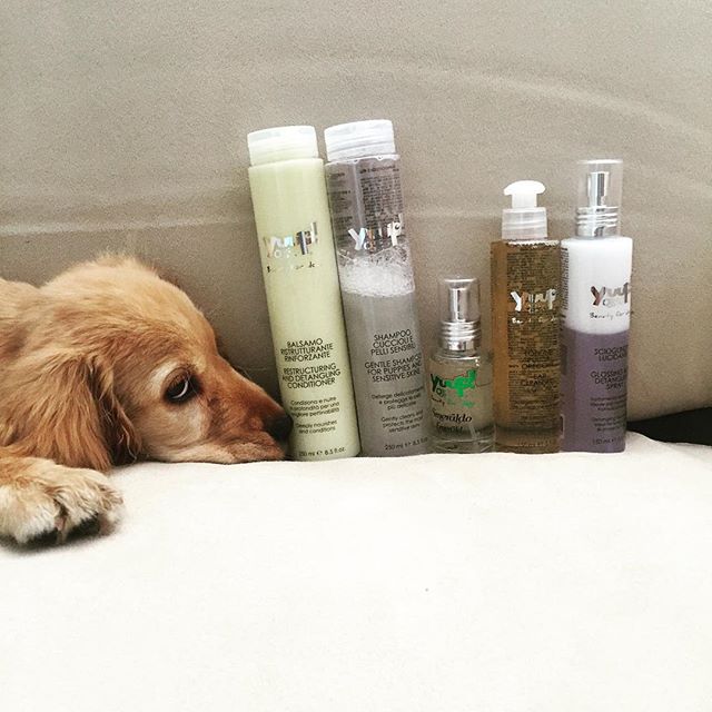 Best Shampoo For Cocker Spaniels