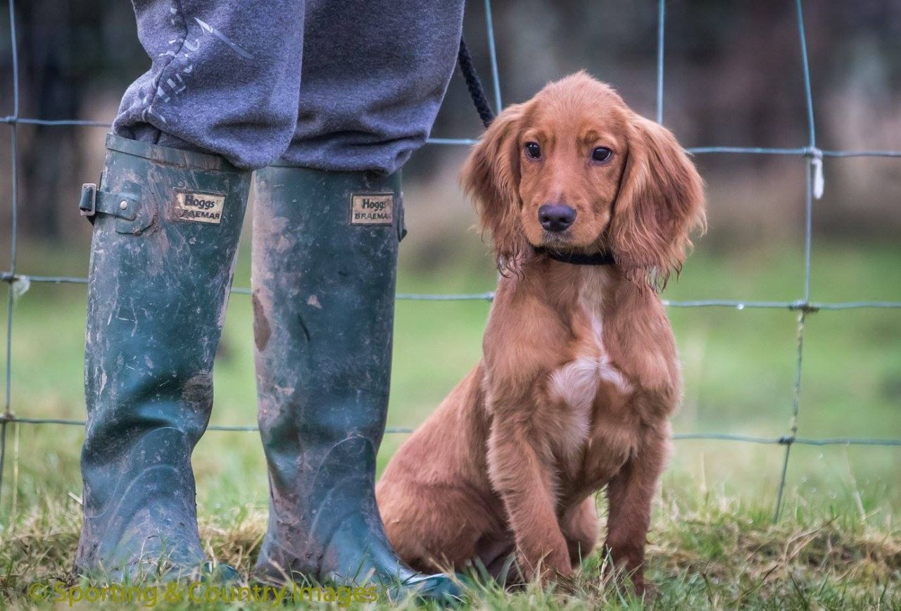 Training A Working Cocker Spaniel Puppy | 1001doggy.com