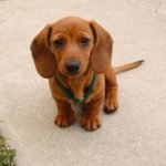 What is the best dog food for miniature dachshunds