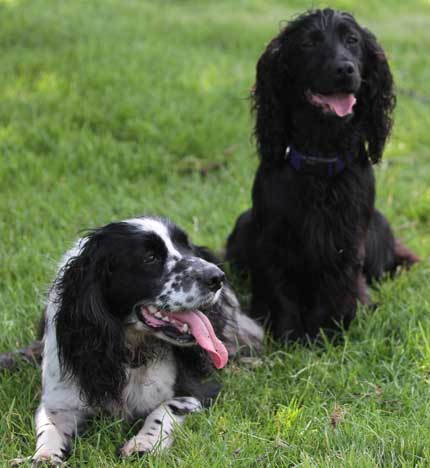 Working cocker spaniel lifespan