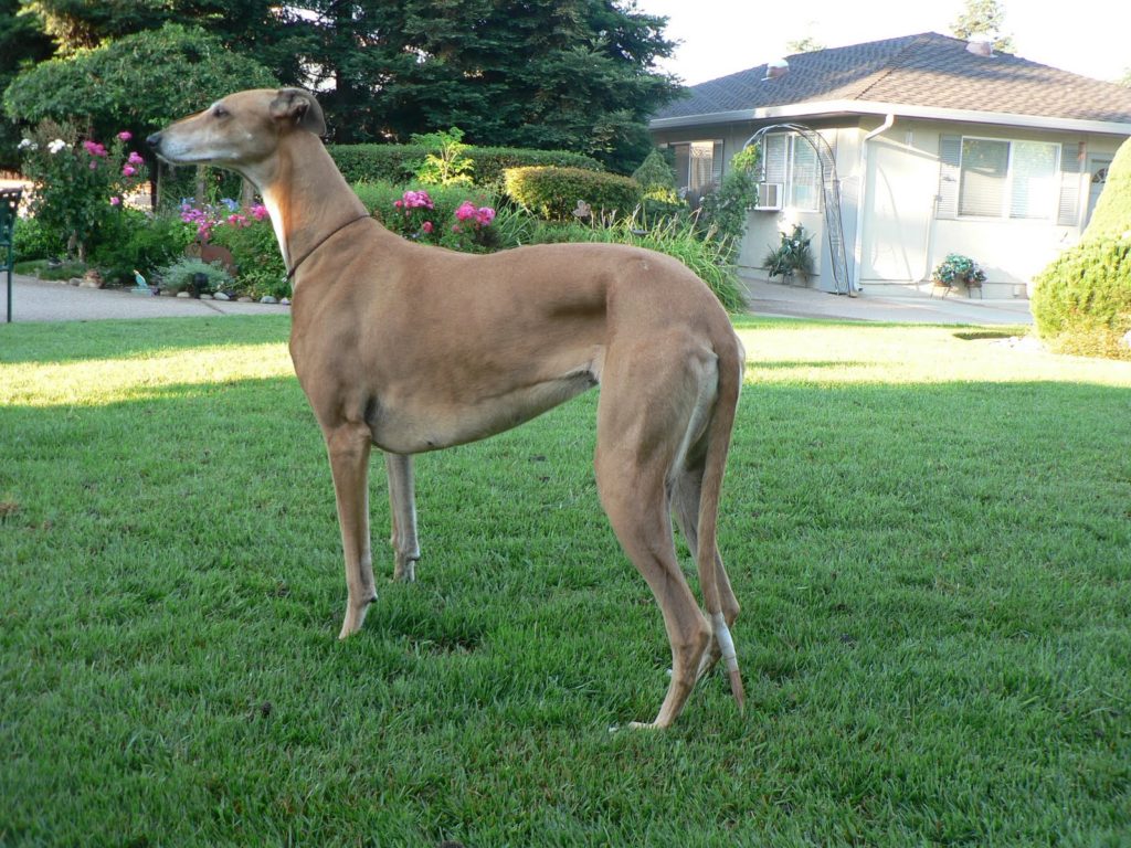 Broken Dog Tail The Reasons And Treatment,