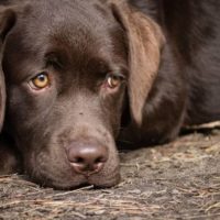 Do Female Dogs Get Periods: How Often And How Long Does The Period Take