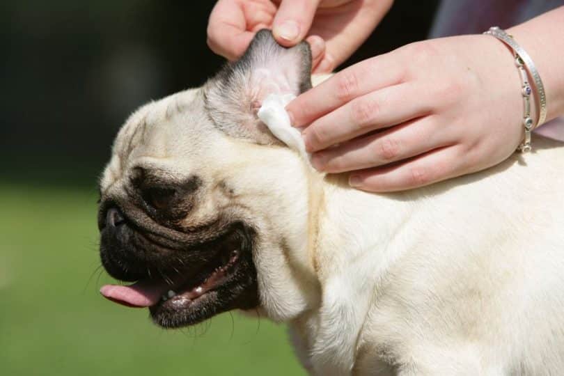 Dog ear cleaner