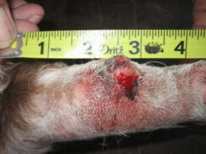 Dog skin tag bleeding