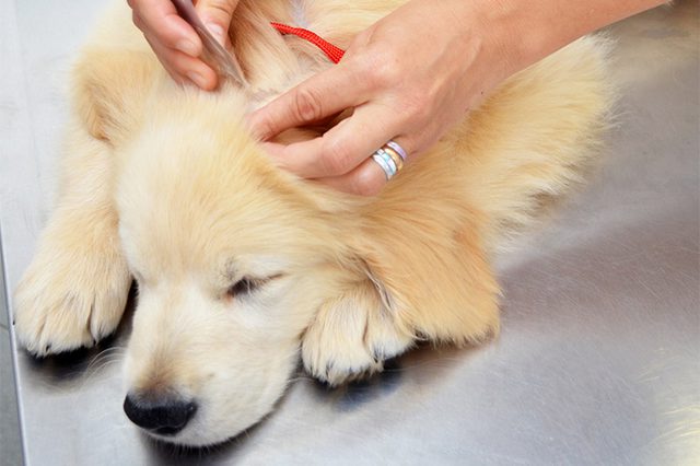 skin tags on dogs images