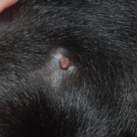 cancerous skin tags in dogs