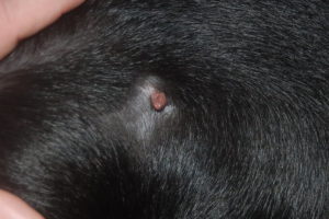 picture of skin tag on dog