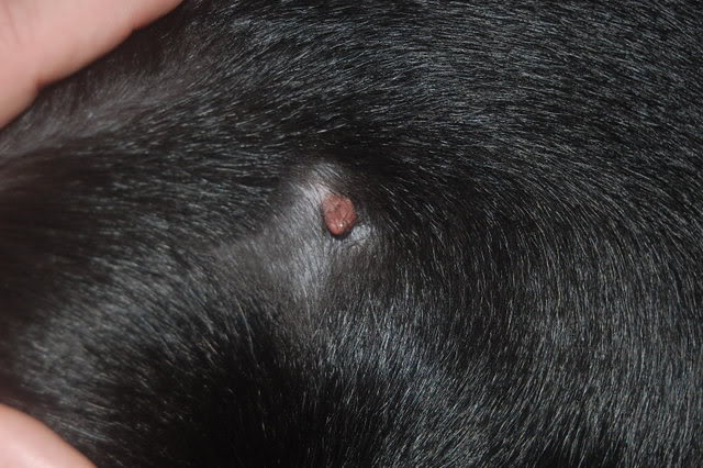 are skin tags on dogs bad