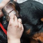 Ear wash for dogs