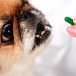 Sedatives for dogs