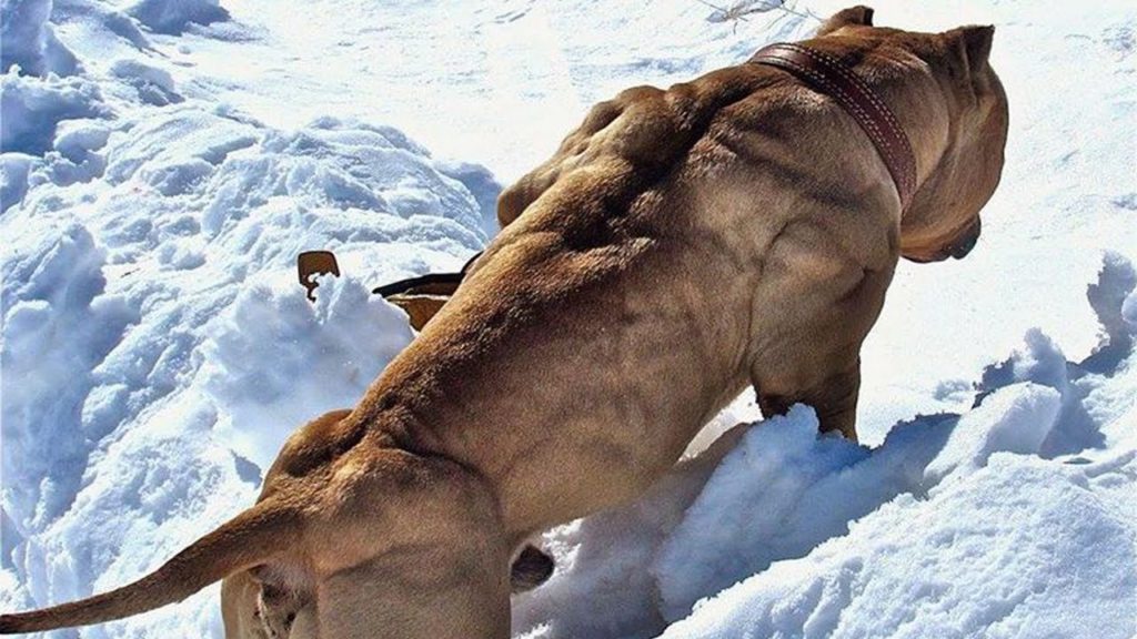 top one strongest dog in the world