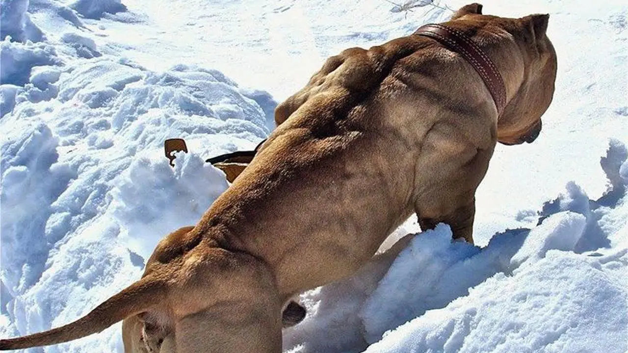Strongest dog in the world