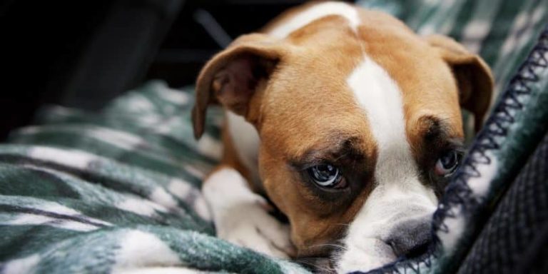 Can Dogs Get Hiccups: Factors That Lead To The Fact That Puppies Get The Hiccups