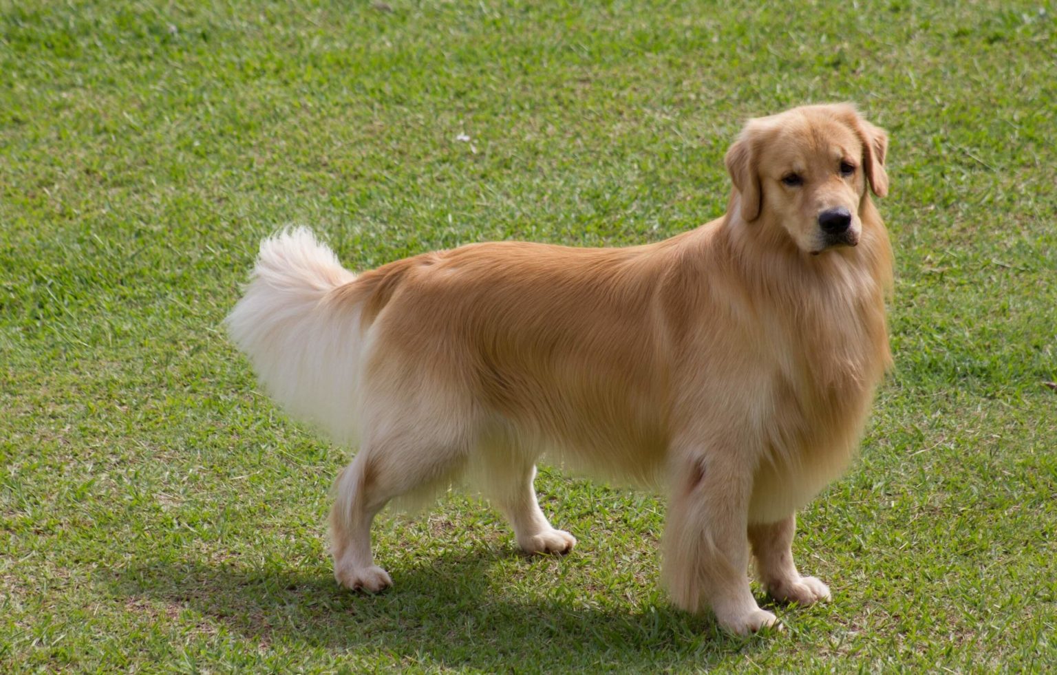 Golden Retriever, All About The Dog, Appearance
