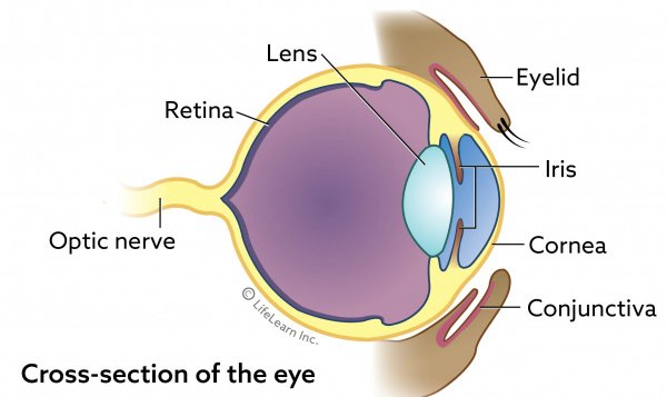dog retina