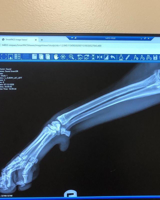 hip Dysplasia golden retriever xray