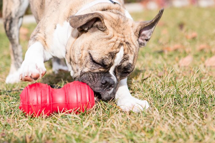 KONG - Dental - Durable Rubber, Teeth and Gum Cleaning Dog Toy - for Large Dogs