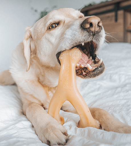 5 Best and Useful teeth-cleaning toys for dogs