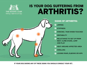 how to know your dog suffering from Arthritis