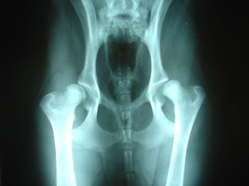 Hip dysplasia in a Labrador Retriever