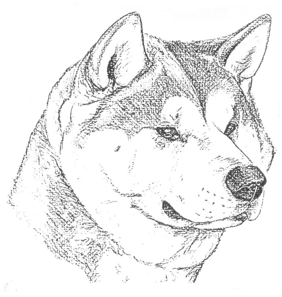 Akita inu head