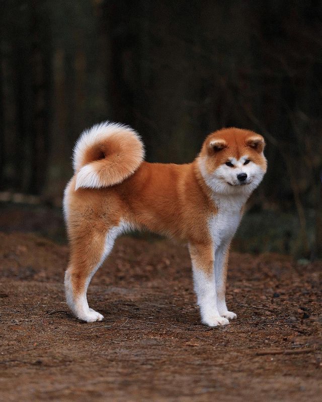 Akita inu breed