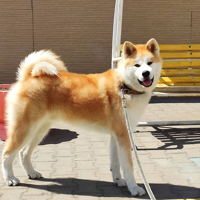 Akita inu breed