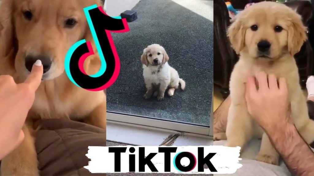 25 Tiktok Dogs Profiles