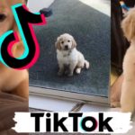 famous dogs from tiktok