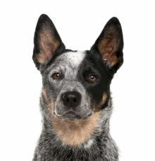 Australian Cattle Dog breed head image