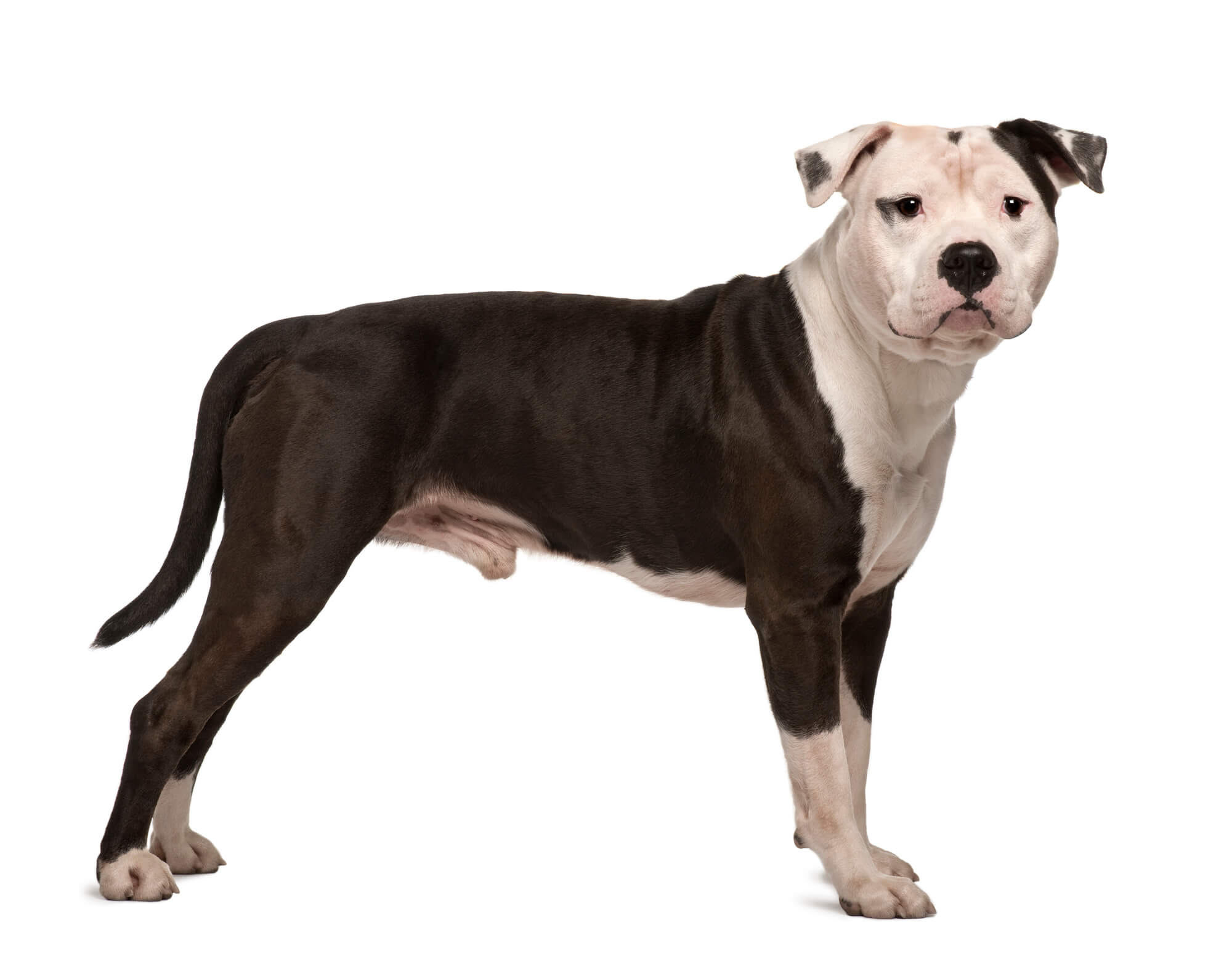 Breed American Staffordshire Terrier image