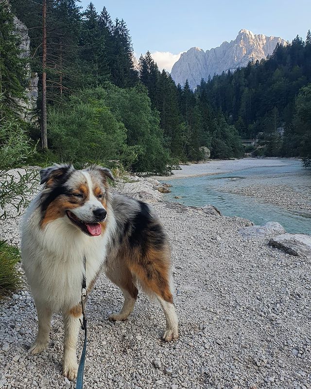 Australian Shepherd