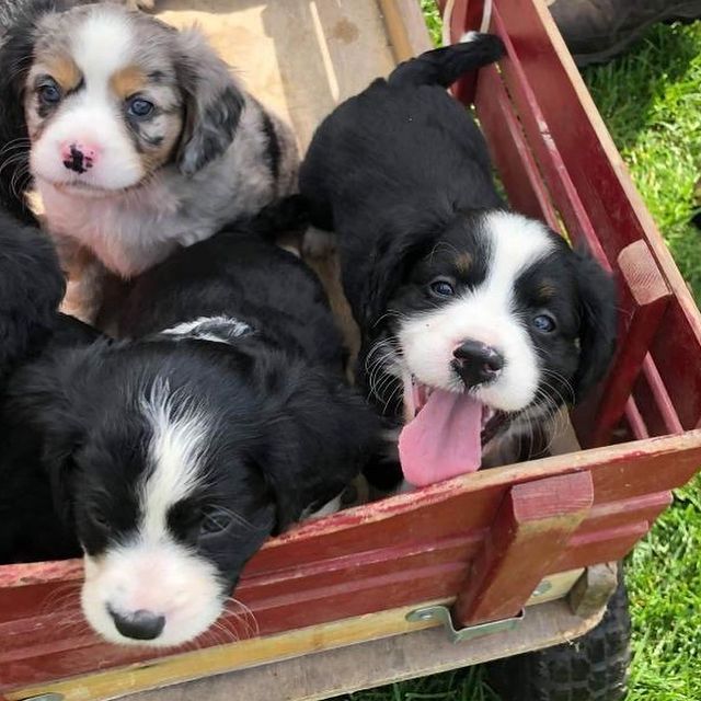 Australian Shepherd puppies