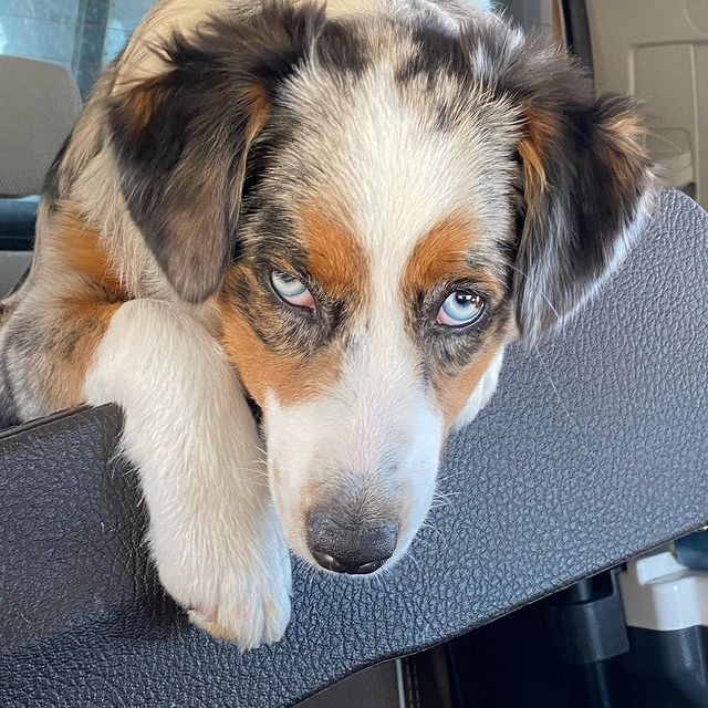 Australian Shepherd eyes