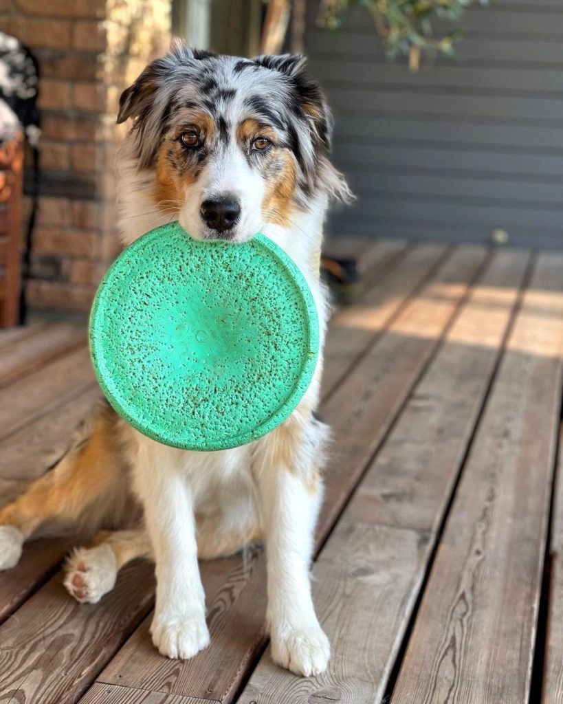 Australian Shepherd education