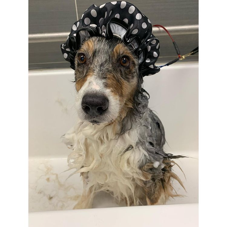 Australian Shepherd shower